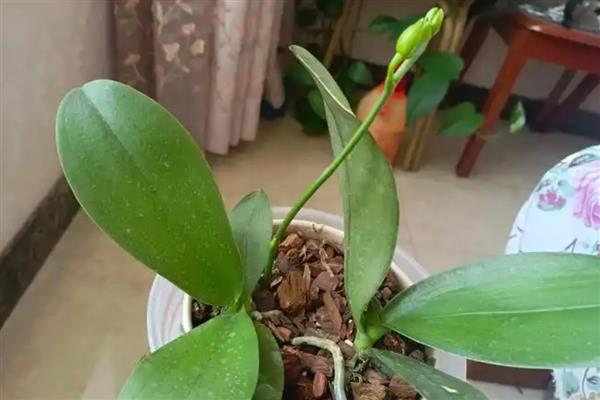 如何让蝴蝶兰快速开花，要为植株提供适宜的光照