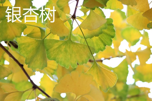 哪些树叶像扇子，常见的有银杏树、蒲葵等