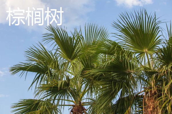 哪些树叶像扇子，常见的有银杏树、蒲葵等