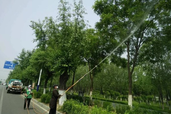 哪些树叶像扇子，常见的有银杏树、蒲葵等