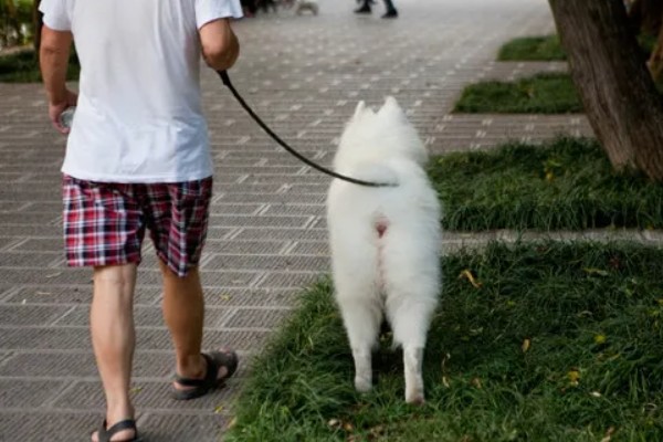 萨摩耶怎么养，驱虫时间为一个月一次