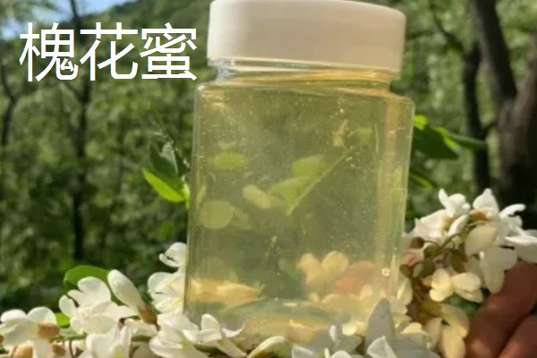 椴树蜜和槐花蜜哪个更好，后者价格更贵