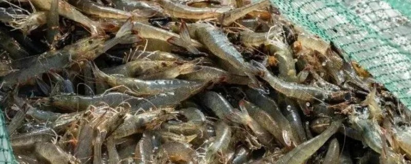 对虾弧菌感染如何处理，可加大换水量对水体消毒