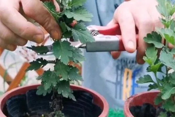 菊花的修剪时间，长到约20厘米首次摘心修剪