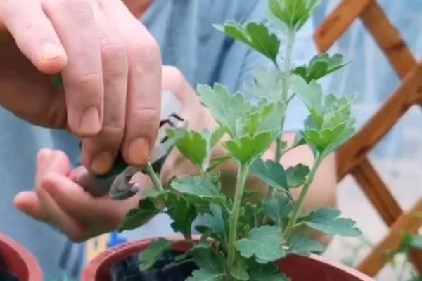 菊花的修剪时间，长到约20厘米首次摘心修剪
