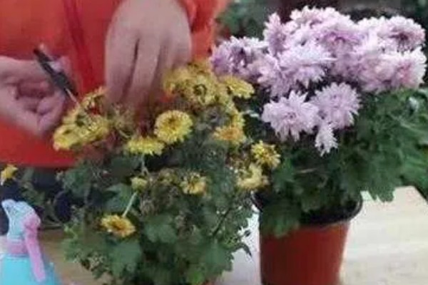 菊花的修剪时间，长到约20厘米首次摘心修剪