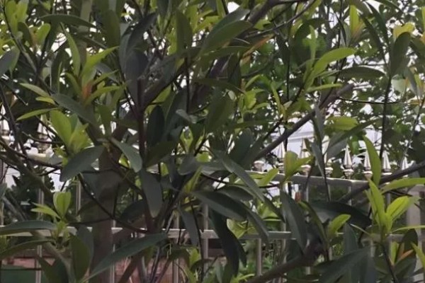 山竹适合哪些地方种植，原产地在东南亚地区