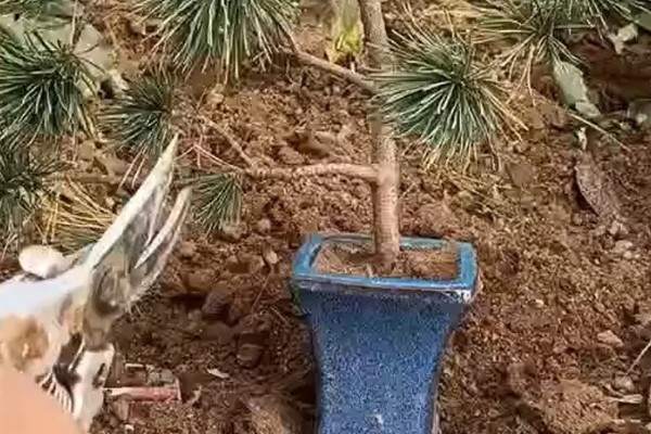 金钱松的养殖方法,喜爱生长在温暖的环境中