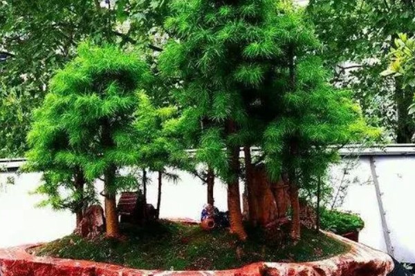 金钱松的养殖方法,喜爱生长在温暖的环境中