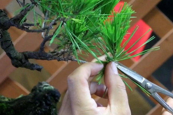 金钱松的养殖方法,喜爱生长在温暖的环境中