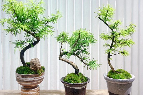 金钱松的养殖方法,喜爱生长在温暖的环境中