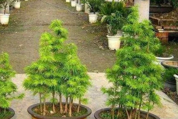 金钱松的养殖方法,喜爱生长在温暖的环境中