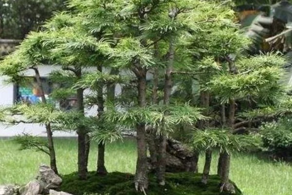 金钱松的养殖方法,喜爱生长在温暖的环境中