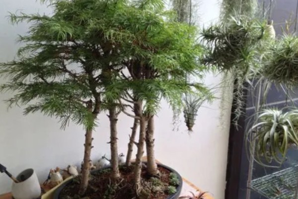 金钱松的养殖方法,喜爱生长在温暖的环境中