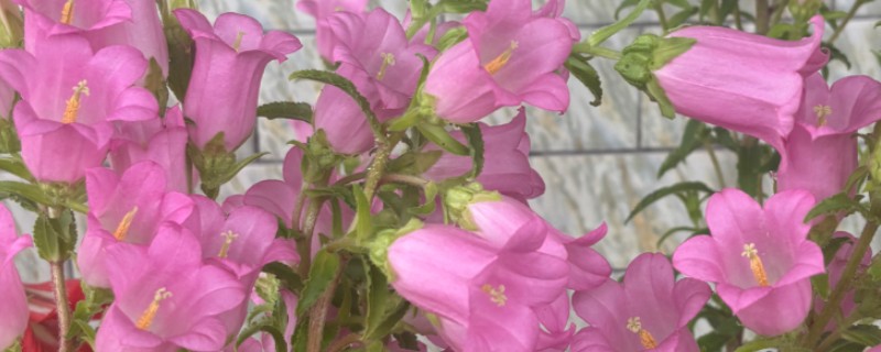 粉色风铃草的花语是什么，寓意甜蜜初恋、等待爱情等