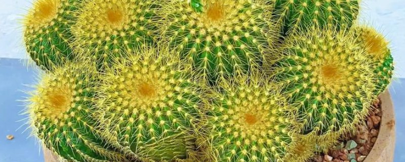 怎么治仙人球上的锈斑，可以使用一些杀菌药剂