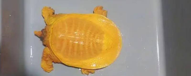 黄金鳖简介，是中华鳖的变种