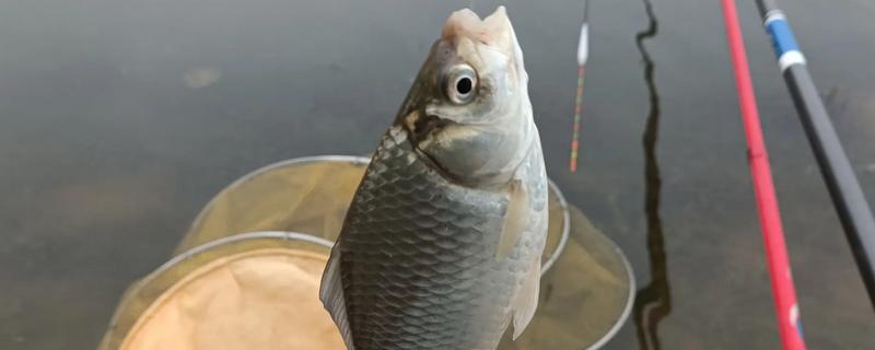 2.5g吃铅钓鲫鱼可以吗，一般情况下是用不到的