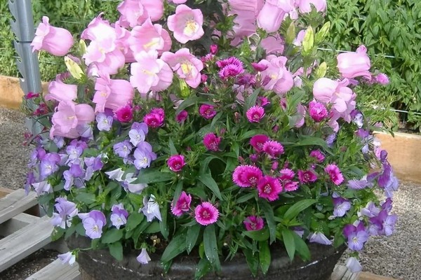 粉色风铃草的花语是什么，寓意甜蜜初恋、等待爱情等