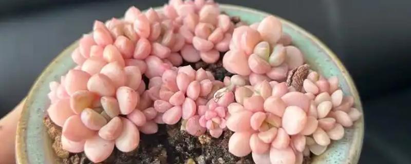 多肉多久换盆一次，1-2年换盆一次