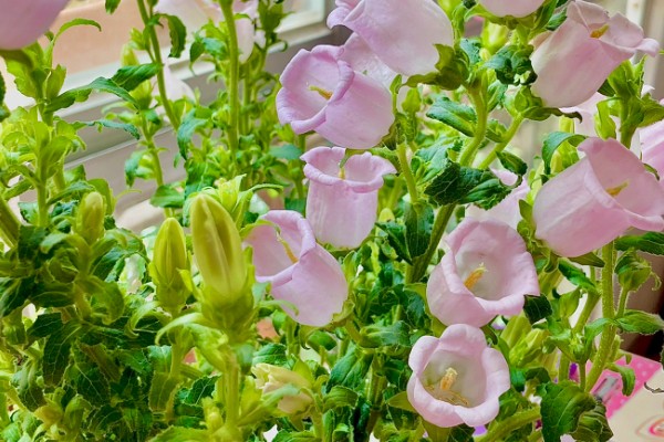 粉色风铃草的花语是什么，寓意甜蜜初恋、等待爱情等