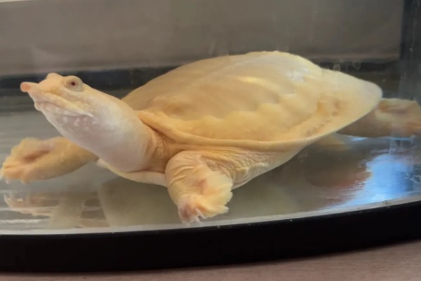 黄金鳖简介，是中华鳖的变种