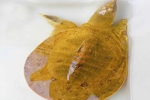 黄金鳖简介，是中华鳖的变种