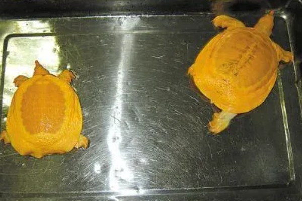黄金鳖简介，是中华鳖的变种