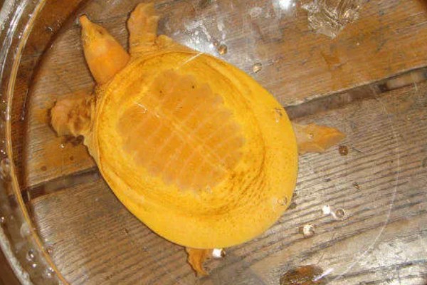 黄金鳖简介，是中华鳖的变种