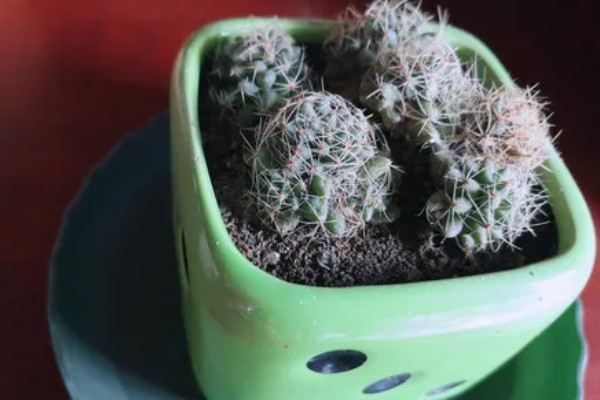 怎么治仙人球上的锈斑，可以使用一些杀菌药剂