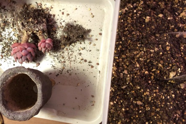 多肉多久换盆一次,1-2年换盆一次