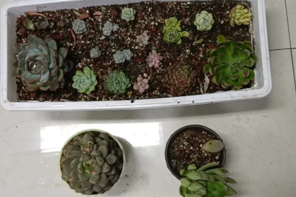 多肉多久换盆一次,1-2年换盆一次