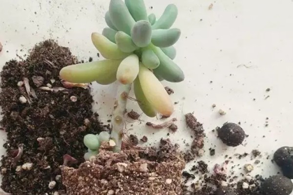 多肉多久换盆一次,1-2年换盆一次