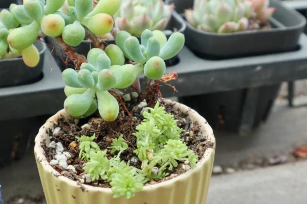 多肉多久换盆一次,1-2年换盆一次