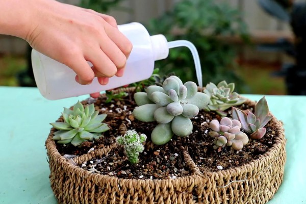 多肉多久换盆一次,1-2年换盆一次