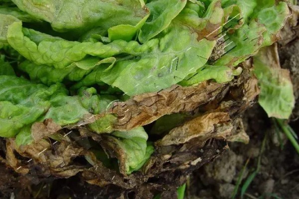 生菜叶焦病的症状，会出现叶焦或叶缘烧焦或干枯