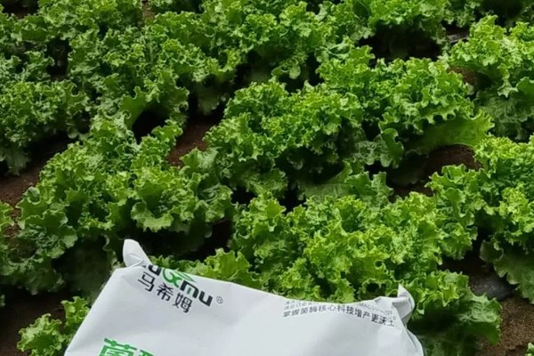 生菜叶焦病的症状，会出现叶焦或叶缘烧焦或干枯