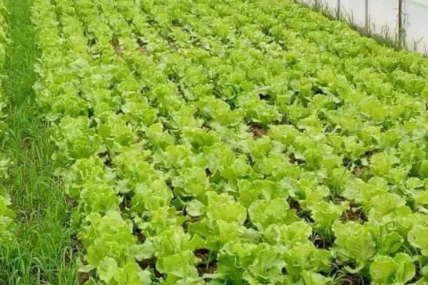 生菜叶焦病的症状，会出现叶焦或叶缘烧焦或干枯