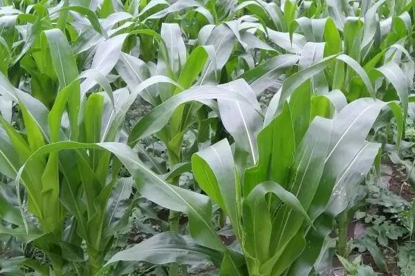 u223玉米种子特征特性，平均生育期101.6天