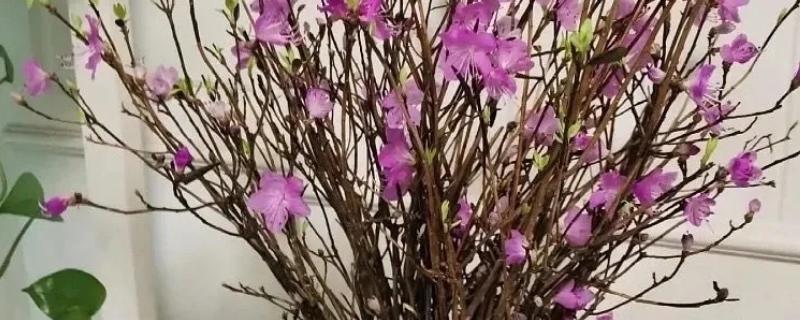 兴安杜鹃花干枝的养殖方法，选择长颈玻璃瓶养殖为佳