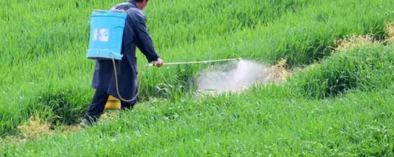 除草剂如何正确使用，根据杂草的种类合理选择