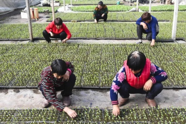 间苗的含义，是指去除多余的幼苗这一过程