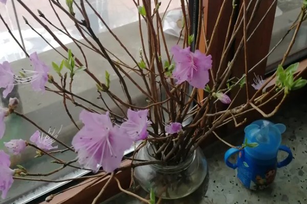 兴安杜鹃花干枝的养殖方法，选择长颈玻璃瓶养殖为佳