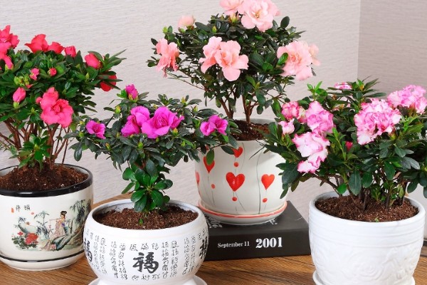 兴安杜鹃花干枝的养殖方法，选择长颈玻璃瓶养殖为佳