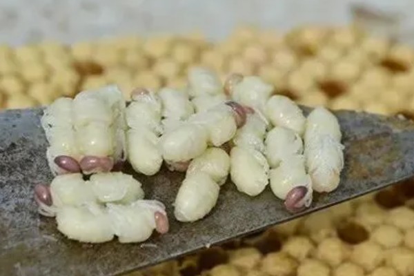 蜜蜂生长的过程，分为卵期、幼虫期、蛹期和成虫期