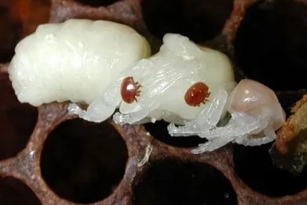 蜜蜂生长的过程，分为卵期、幼虫期、蛹期和成虫期