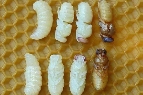 蜜蜂生长的过程，分为卵期、幼虫期、蛹期和成虫期