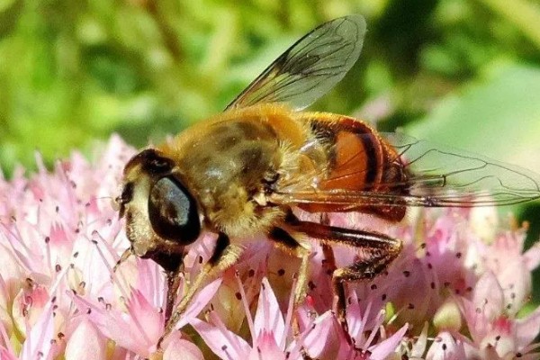 蜜蜂生长的过程，分为卵期、幼虫期、蛹期和成虫期