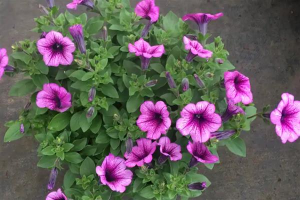 牵牛花能直接种在花盆里吗，可以直接种植在花盆里面的