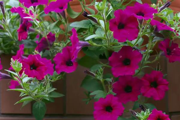 牵牛花能直接种在花盆里吗，可以直接种植在花盆里面的